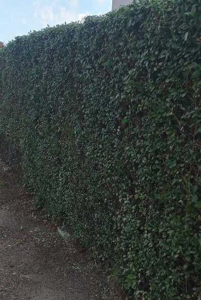 Równy żywopłot z ciemnozielonych liści po przycięciu w Kaźmierzu. Usługa przycinania drzew i krzewów ozdobnych, widok na długi, zadbany szpaler.