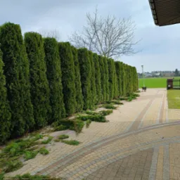 Równy szpaler wypielęgnowanych, ciemnozielonych żywotników zachodnich. Na kostce leżą świeżo obcięte gałązki. W tle widoczny wózek ogrodowy i brama.