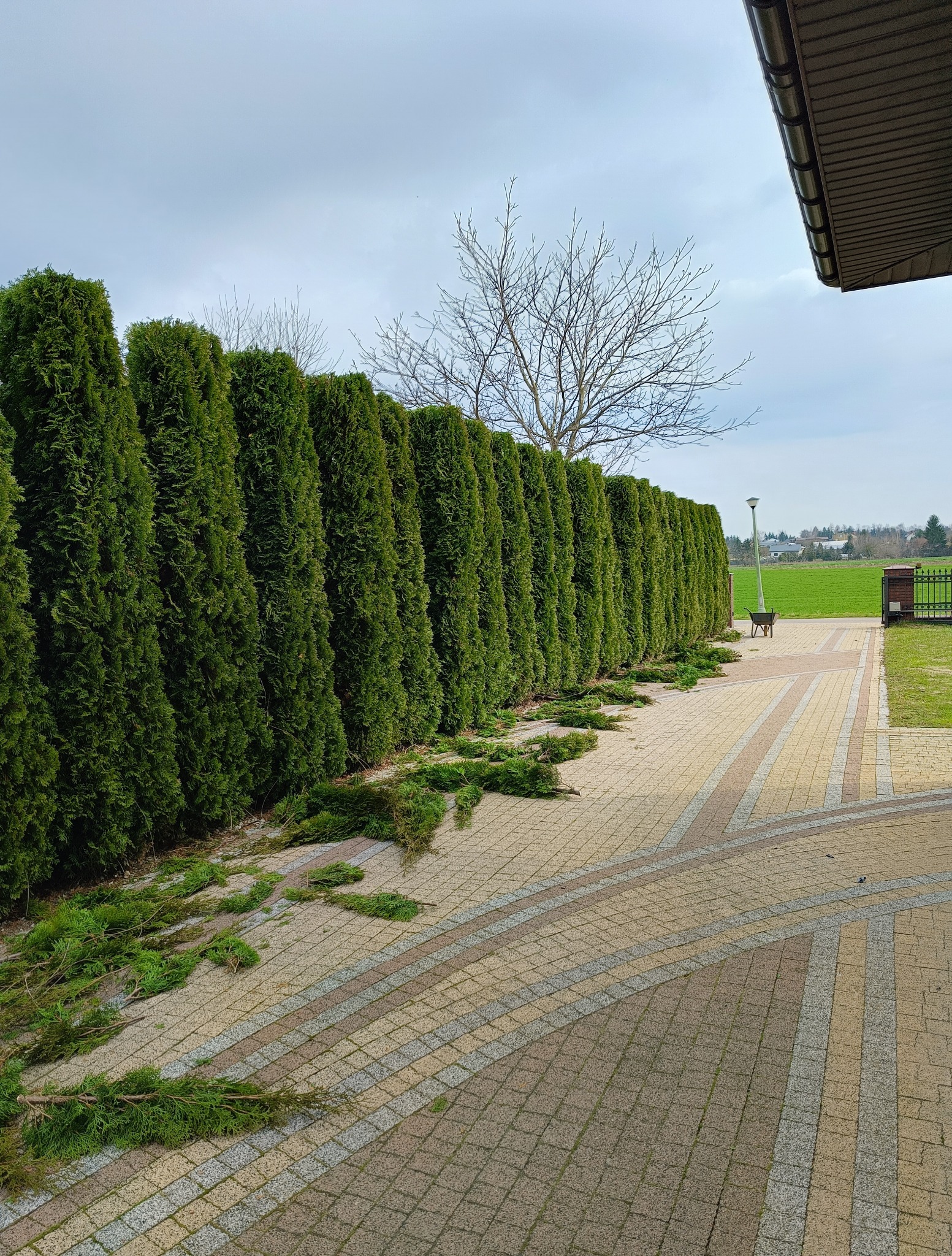 Równy szpaler wypielęgnowanych, ciemnozielonych żywotników zachodnich. Na kostce leżą świeżo obcięte gałązki. W tle widoczny wózek ogrodowy i brama.