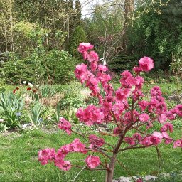 Wykonujemy projekty i  realizujemy ogrody w każdym stylu.