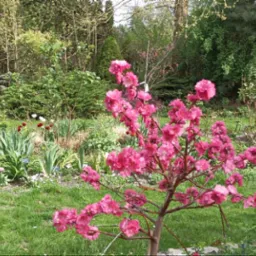 Wykonujemy projekty i realizujemy ogrody w każdym stylu.