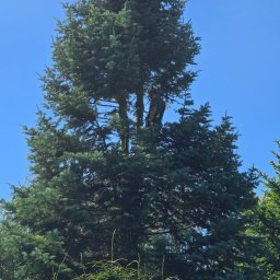 Arboranger - Fantastyczne Planowanie Ogrodu Wyszków