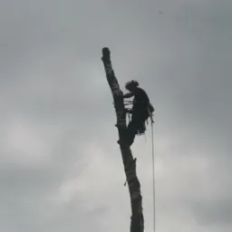 Arborysta w kasku i uprzęży, w trakcie wycinki drzewa na tle pochmurnego nieba, zabezpieczony liną. Praca na wysokości.