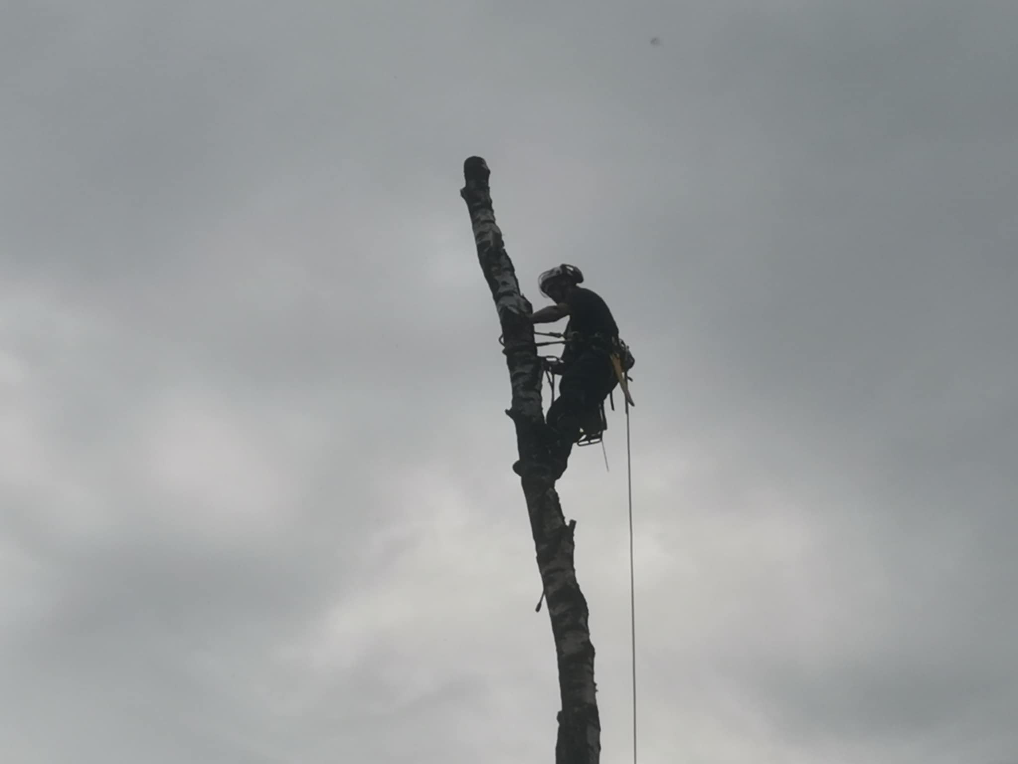 Arborysta w kasku i uprzęży, w trakcie wycinki drzewa na tle pochmurnego nieba, zabezpieczony liną. Praca na wysokości.