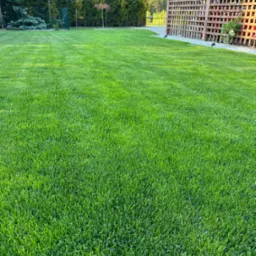 Soczysta, równo skoszona trawa w ogrodzie, z widoczną drewnianą konstrukcją i zielenią w tle, wykonana z niskiego kąta, podkreślająca fakturę trawnika.