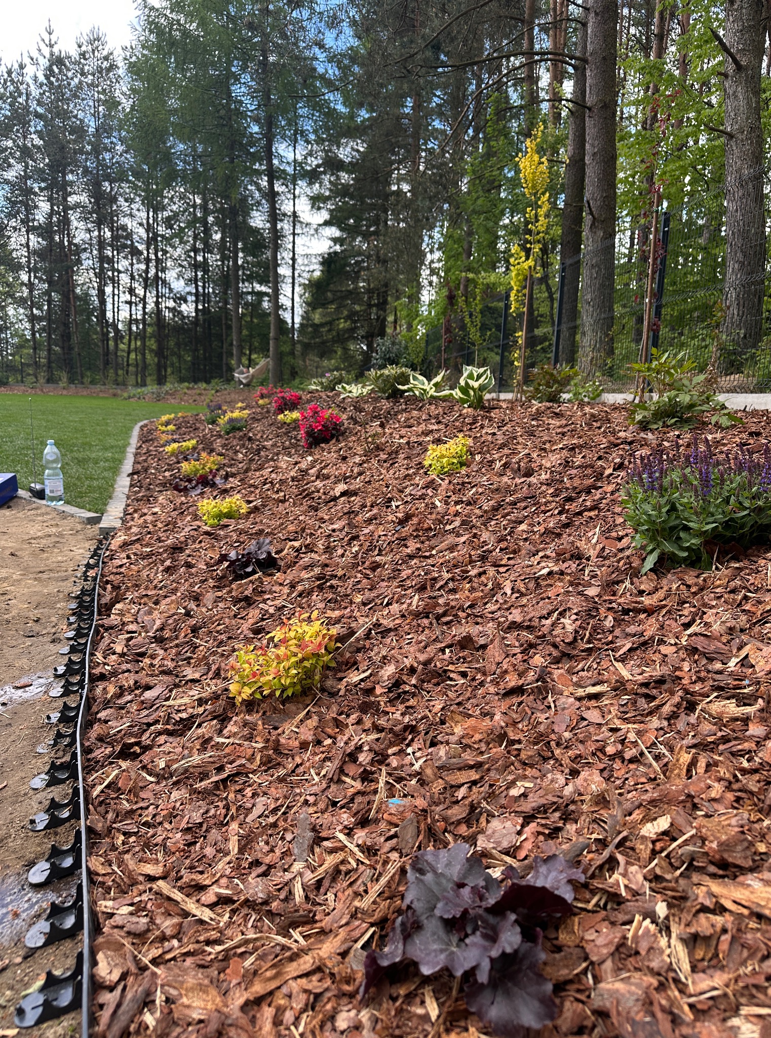 Rabata z korą i nasadzeniami: czerwone, żółte i fioletowe kwiaty na tle zieleni drzew. W tle trawnik i siatka ogrodzeniowa. Brzeg rabaty wykończony obrzeżem.