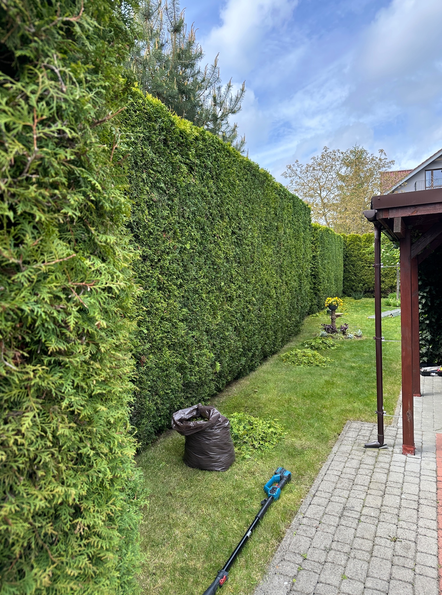 Wysoki, równo przycięty żywopłot z tui w ogrodzie, z workiem na ścinki i nożycami akumulatorowymi na trawie, po prawej zadaszenie tarasu.