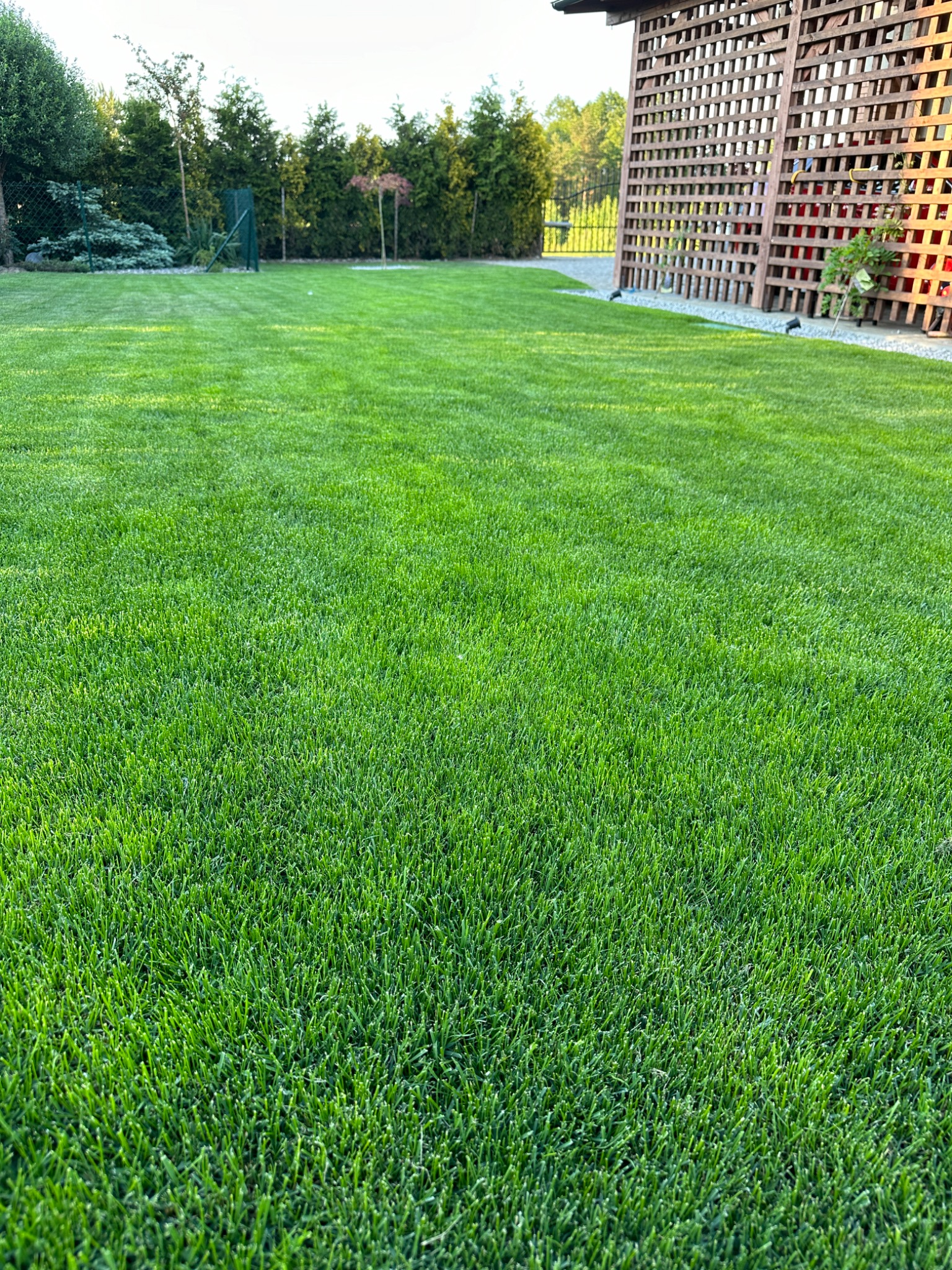 Soczysta, równo skoszona trawa w ogrodzie, z widoczną drewnianą konstrukcją i zielenią w tle, wykonana z niskiego kąta, podkreślająca fakturę trawnika.