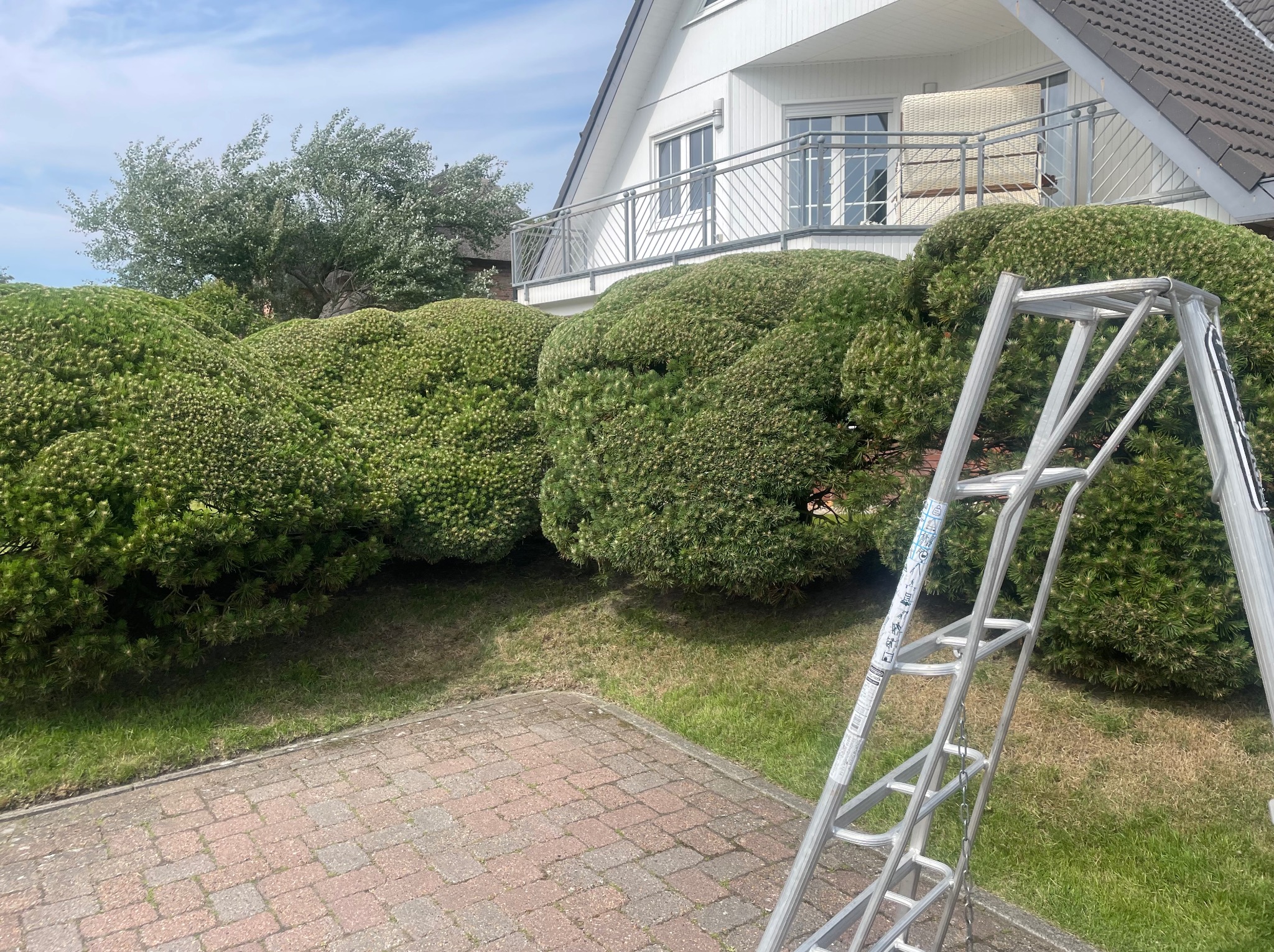 Krzewy ozdobne przed domem z białą elewacją, częściowo zasłonięte przez aluminiową drabinę. Kostka brukowa i trawnik. Błękitne niebo.
