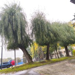 Pogotowie Ogrodowe Daniel Janowiec - Kadr z trzema płaczącymi wierzbami o gęstych koronach, rosnącymi na skraju chodnika z kostki brukowej, z widocznym ogrodzeniem boiska w tle.