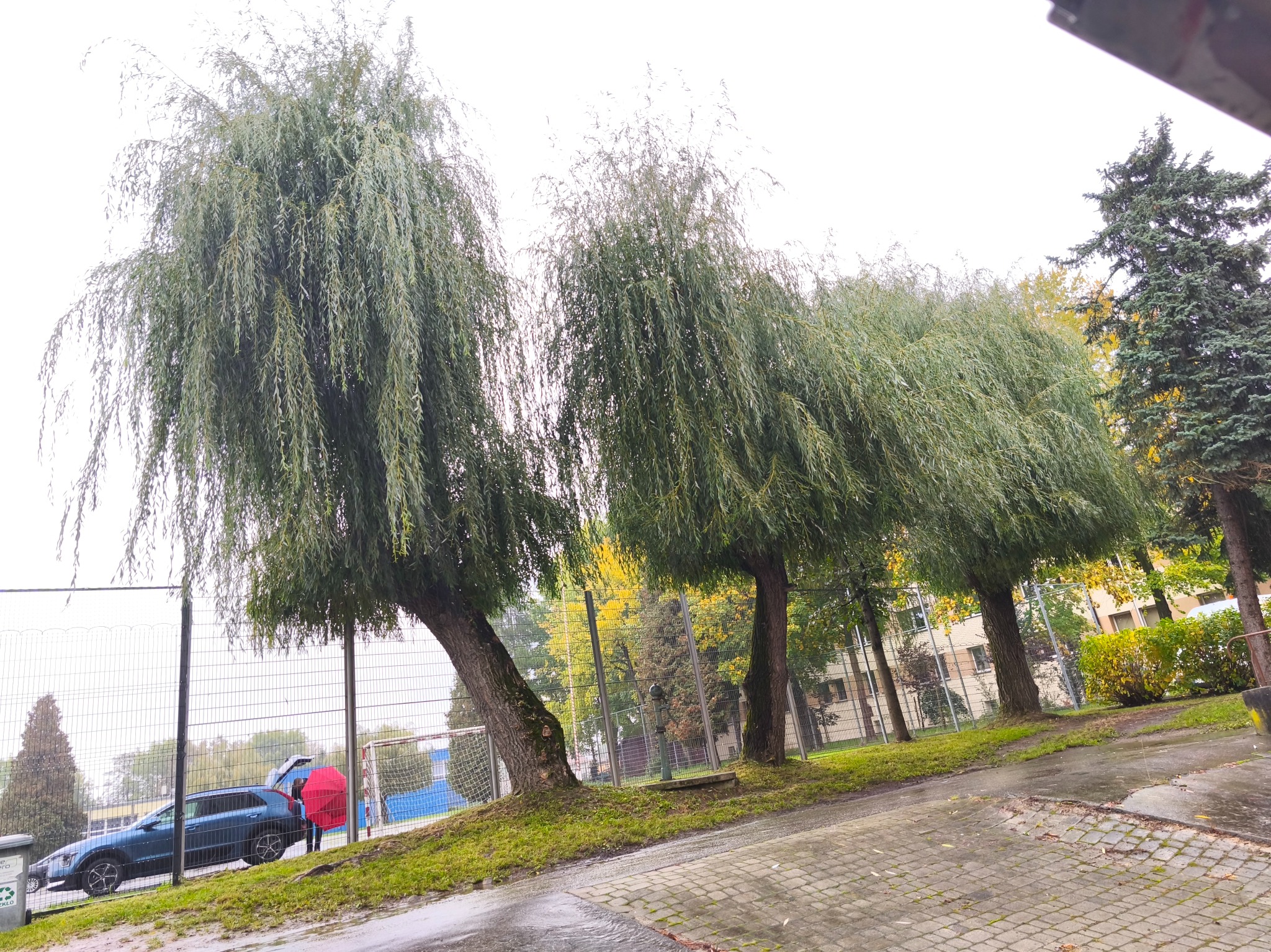 Kadr z trzema płaczącymi wierzbami o gęstych koronach, rosnącymi na skraju chodnika z kostki brukowej, z widocznym ogrodzeniem boiska w tle.