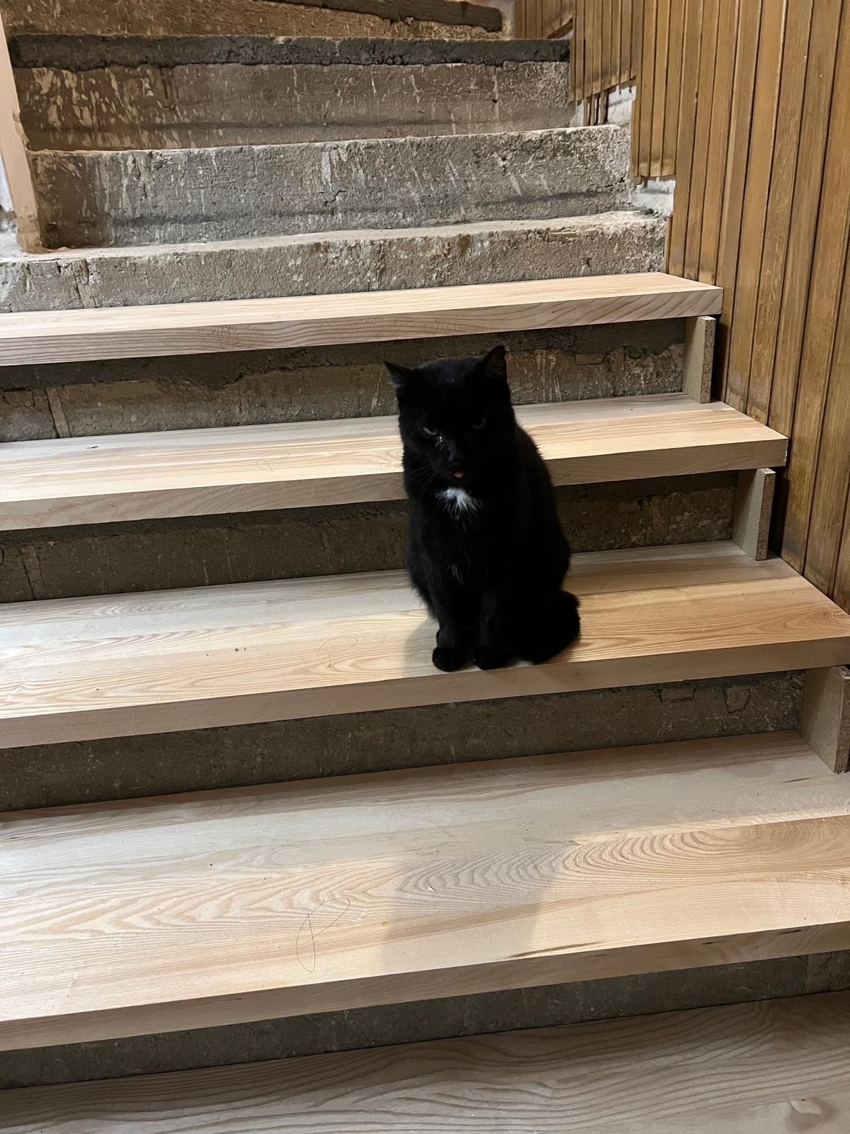 Jasne drewniane schody z surowego betonu w tle, na których siedzi czarny kot z białym krawatem. Drewniane wykończenie po prawej stronie.