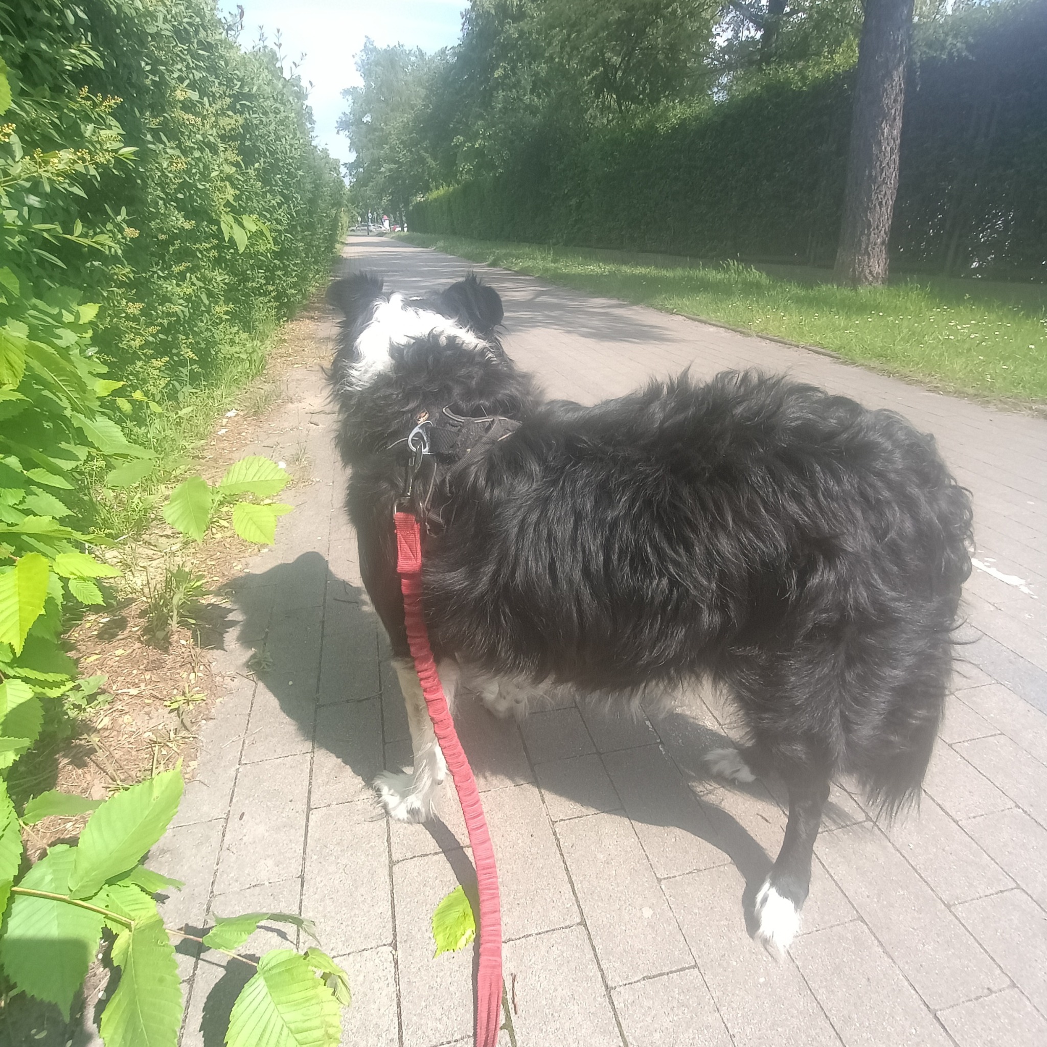 Czarno-biały pies z czerwoną smyczą na spacerze po chodniku, obok żywopłotu i drzew. Słoneczny dzień, perspektywa z poziomu psa.