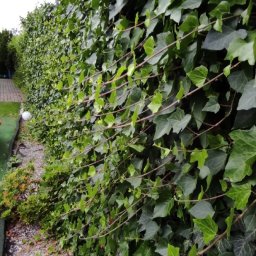 Sadzenie drzew Jasieniec 1