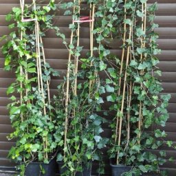 Sadzenie drzew Jasieniec 2