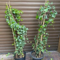 Sadzenie drzew Jasieniec 4