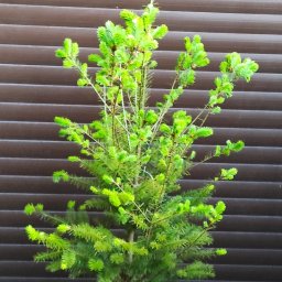 Sadzenie drzew Jasieniec 3