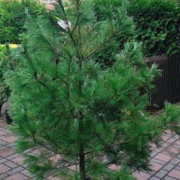 Akademia Stylu Agnieszka Zielińska - Młoda sosna w czarnej donicy na kostce brukowej, gotowa do zasadzenia. Widoczne igły, pień i otoczenie z zielenią. Ujęcie z bliska, w tle budynek.