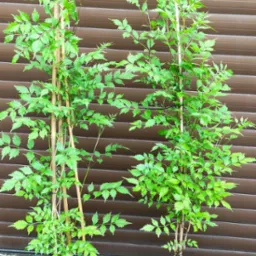 Dwa młode drzewka w donicach, podparte bambusowymi tyczkami, na tle brązowej, żaluzjowej ściany. Widoczne zielone liście i czarne donice.