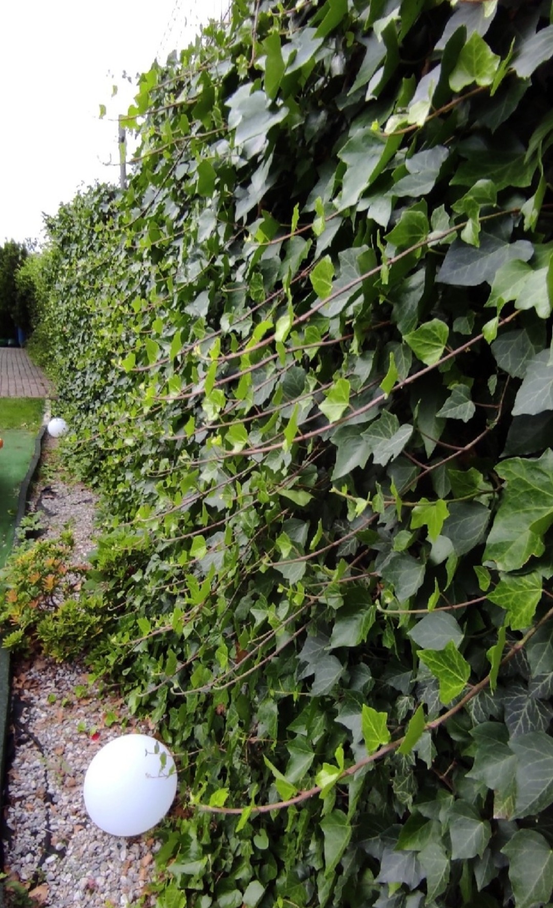 Gęsty żywopłot z bluszczu pnącego się po siatce ogrodzeniowej, oświetlony z boku, z widocznymi białymi kulami dekoracyjnymi u podstawy.