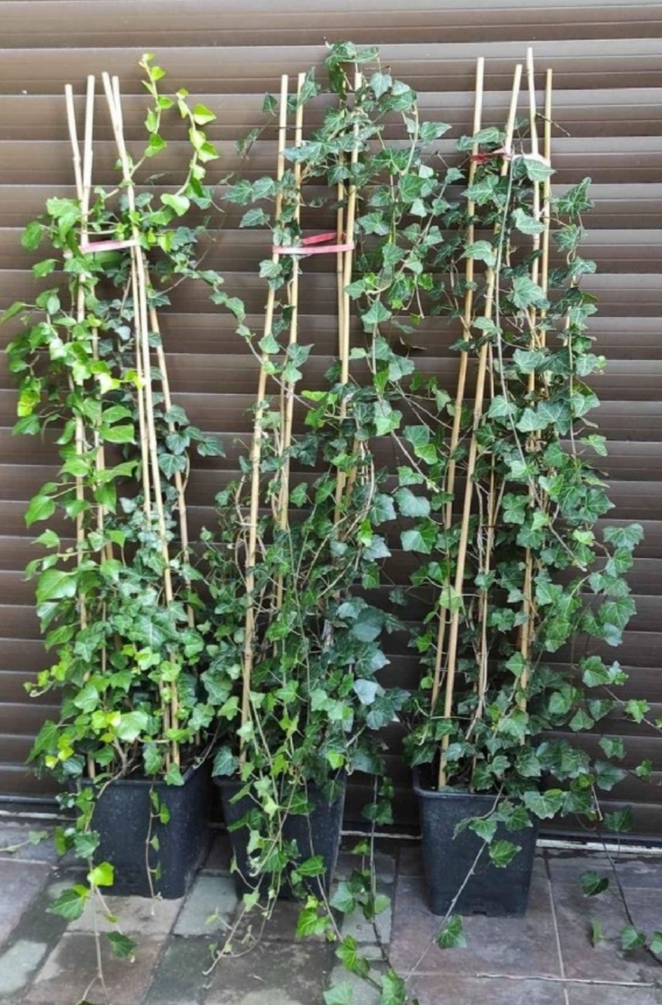 Trzy pnące bluszcze w czarnych donicach, wsparte na bambusowych tyczkach, na tle brązowej ściany z żaluzji. Widoczne liście i pędy roślin.