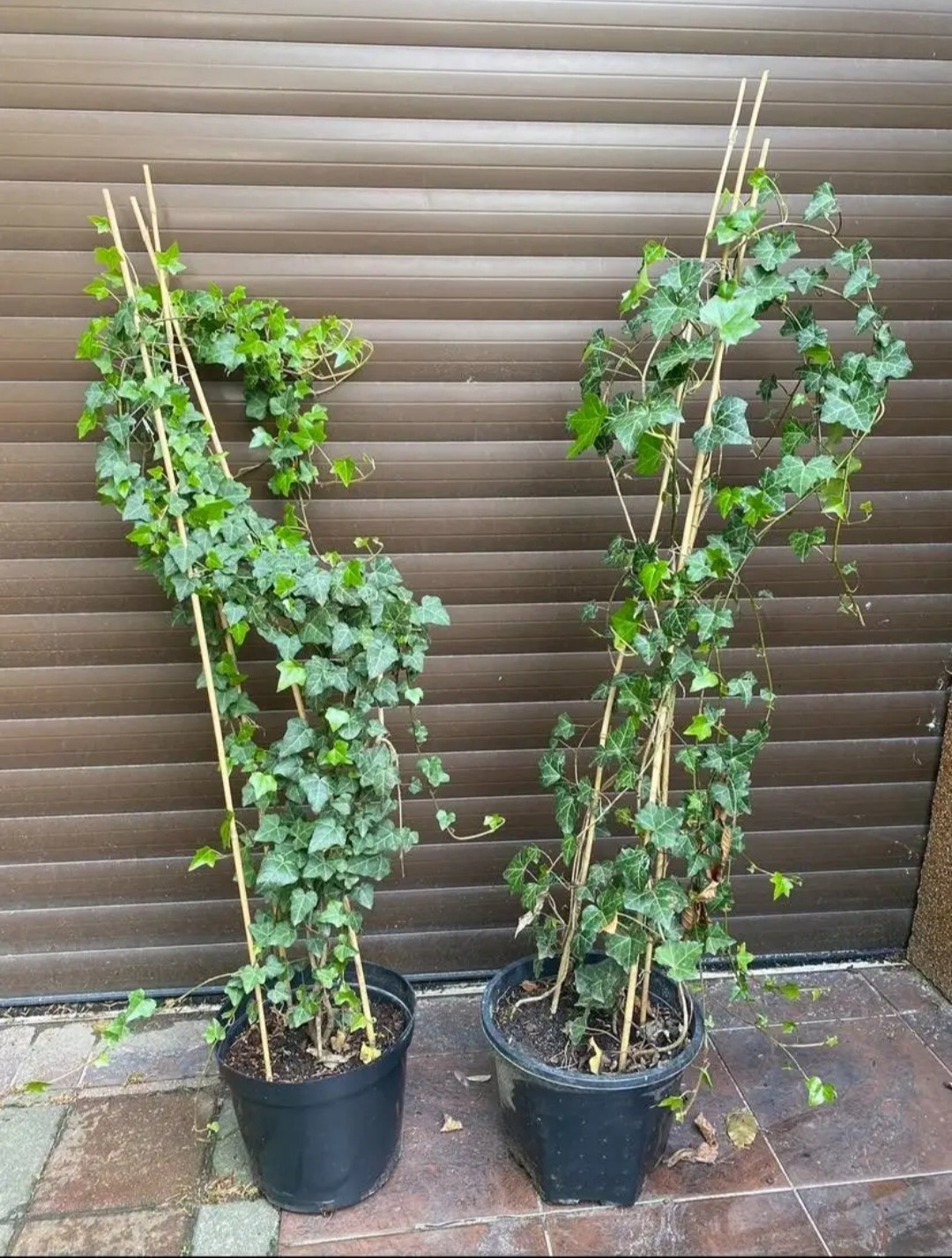 Dwa bluszczowe pnącza w czarnych donicach, podparte bambusowymi tyczkami, na tle brązowej bramy garażowej. Zielone liście bluszczu owijają się wokół podpór.