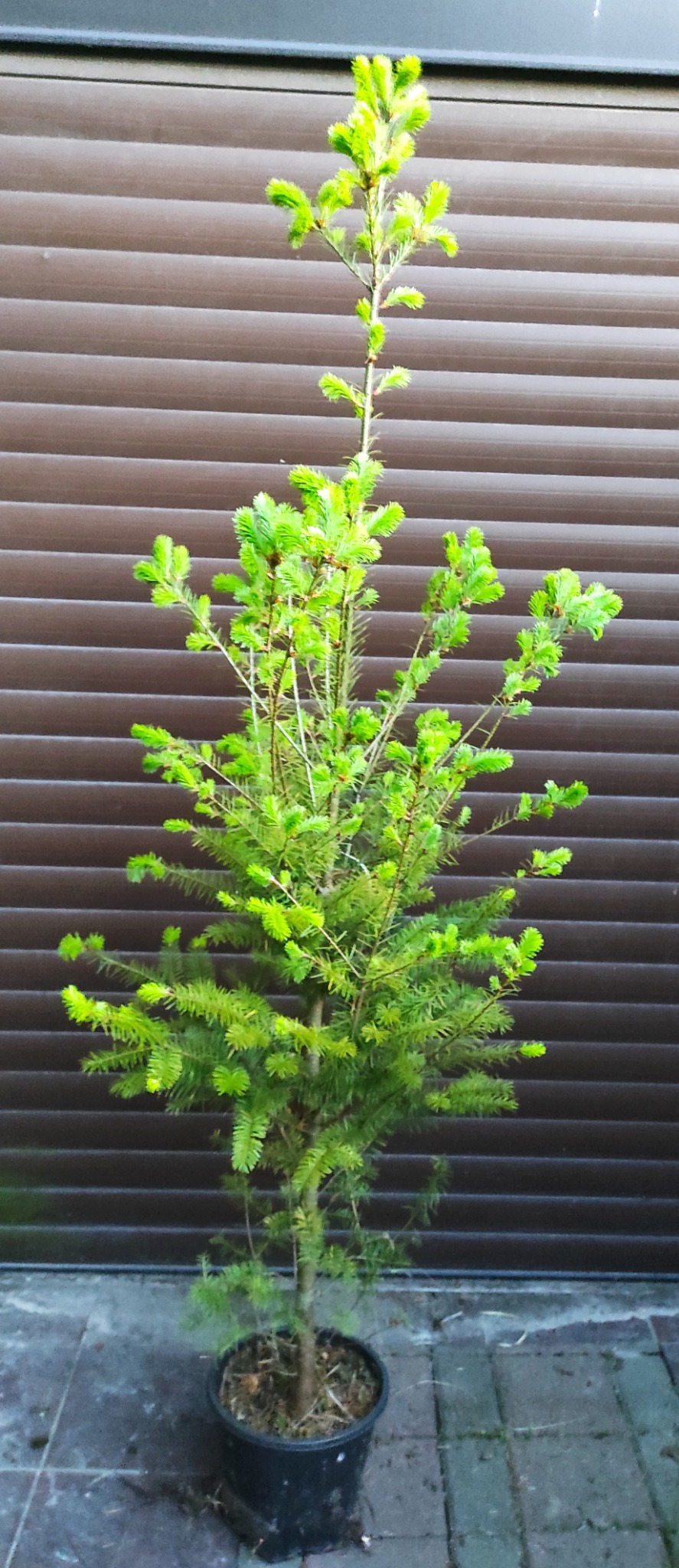 Młoda, zielona jodła koreańska w czarnej donicy na tle brązowej, poziomej żaluzji. Świeże, wiosenne igły i regularny pokrój drzewka.