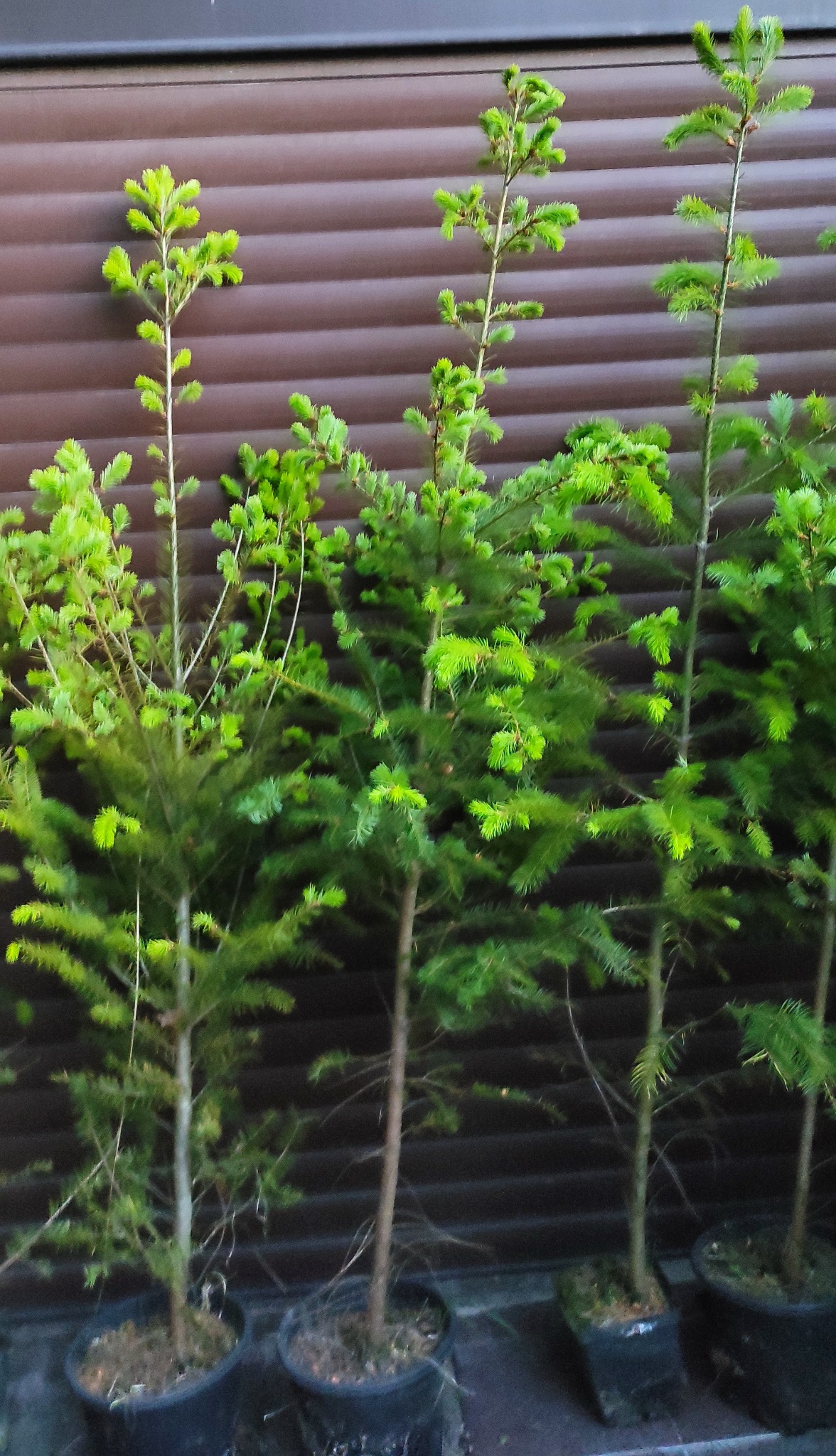 Trzy młode drzewka iglaste w czarnych donicach na tle brązowej ściany z paneli, gotowe do posadzenia w ogrodzie.