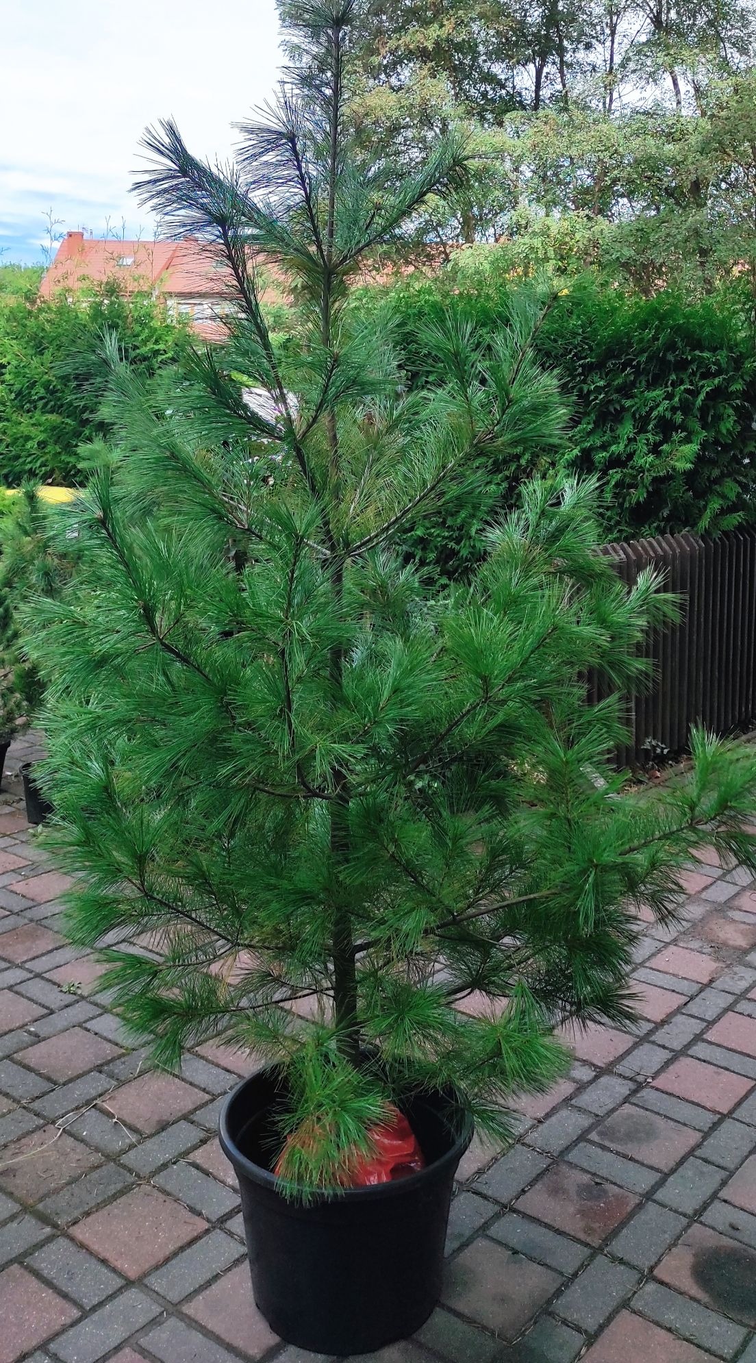 Młoda sosna w czarnej donicy na kostce brukowej, gotowa do zasadzenia. Widoczne igły, pień i otoczenie z zielenią. Ujęcie z bliska, w tle budynek.