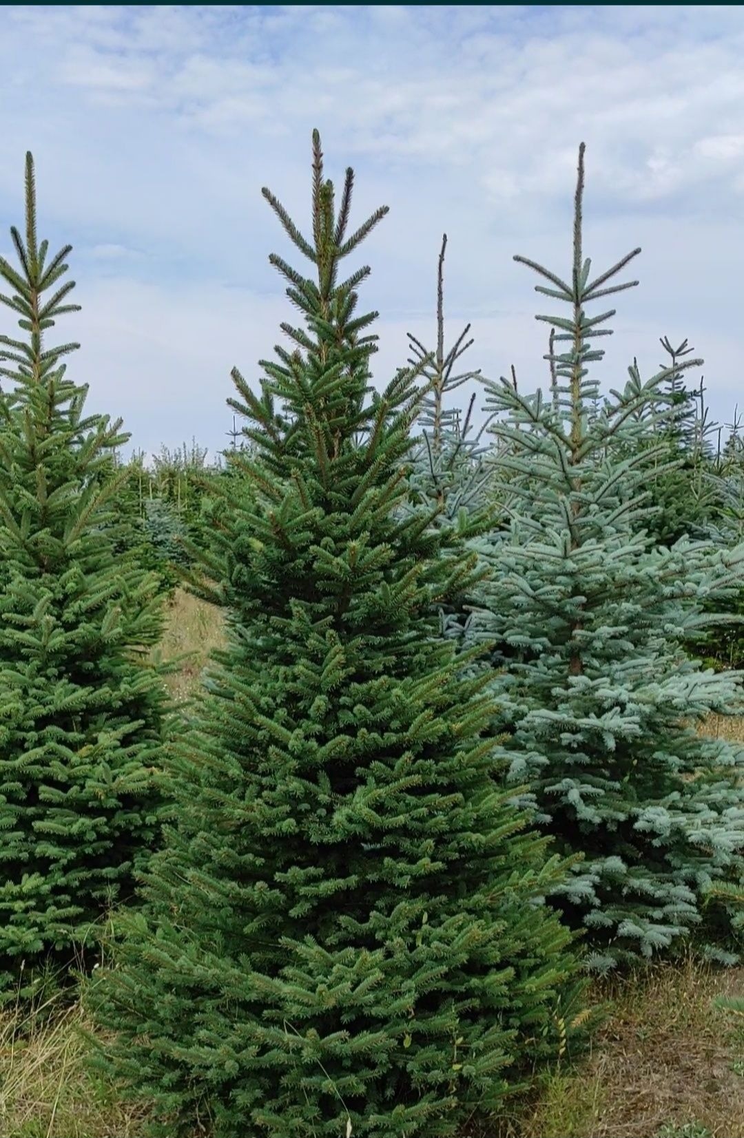 Plantacja młodych świerków: zielony i srebrzysty, w rzędach, pod błękitnym niebem z chmurami, gotowe do przesadzenia.
