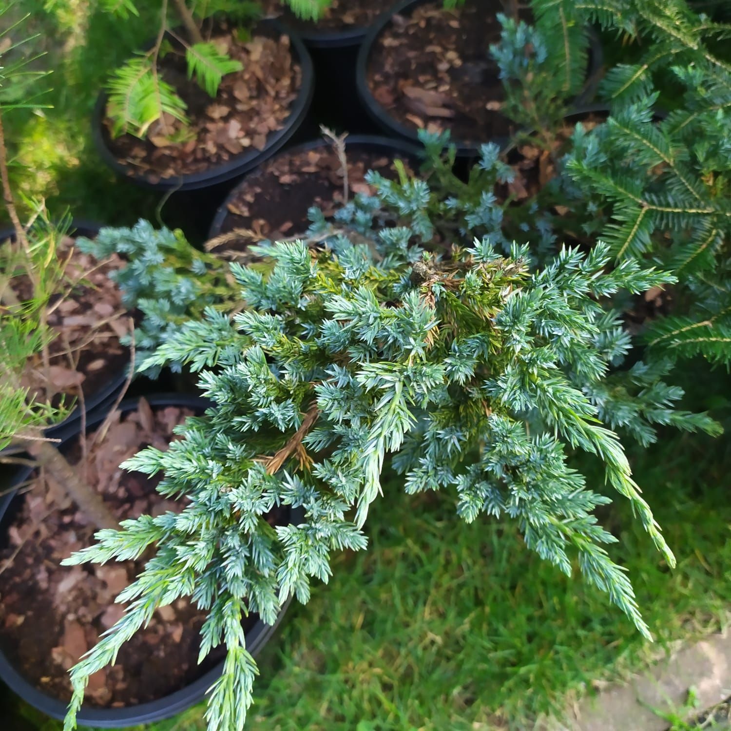 Niebieski jałowiec płożący w czarnej doniczce, otoczony innymi roślinami w donicach i trawą. Widok z góry, oświetlenie naturalne.