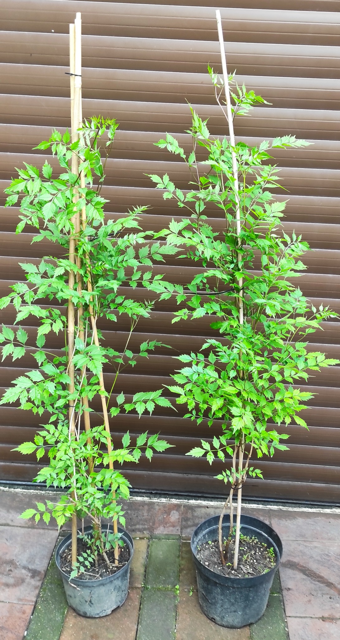 Dwa młode drzewka w donicach, podparte bambusowymi tyczkami, na tle brązowej, żaluzjowej ściany. Widoczne zielone liście i czarne donice.