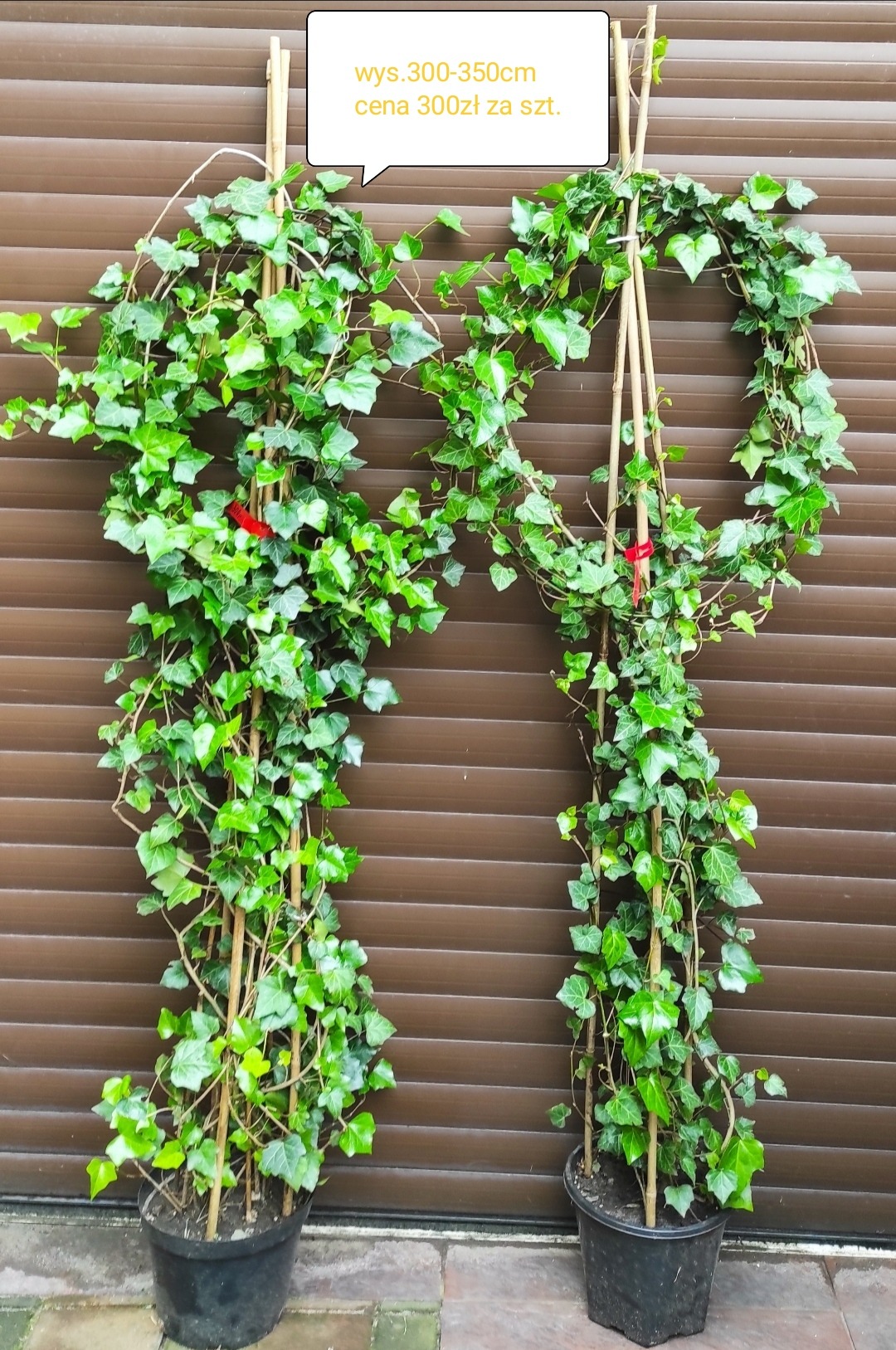 Dwa bluszczowe pnącza w doniczkach, na bambusowych podporach, z informacją o cenie i wysokości, na tle brązowych żaluzji.