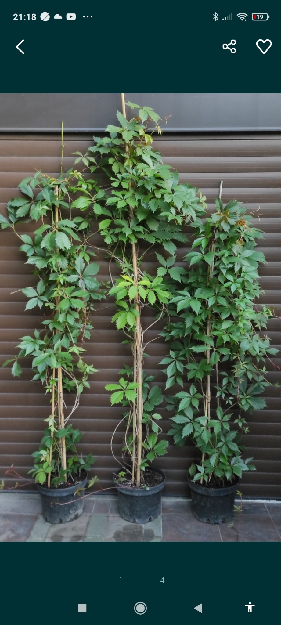 Trzy sadzonki winobluszczu pięciolistkowego w donicach, podparte bambusowymi tyczkami, ustawione na tle brązowej, żaluzjowej ściany.