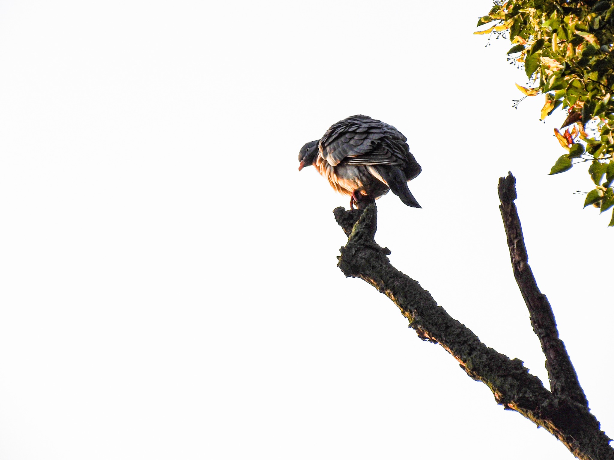 zdjęcie robione aparatem