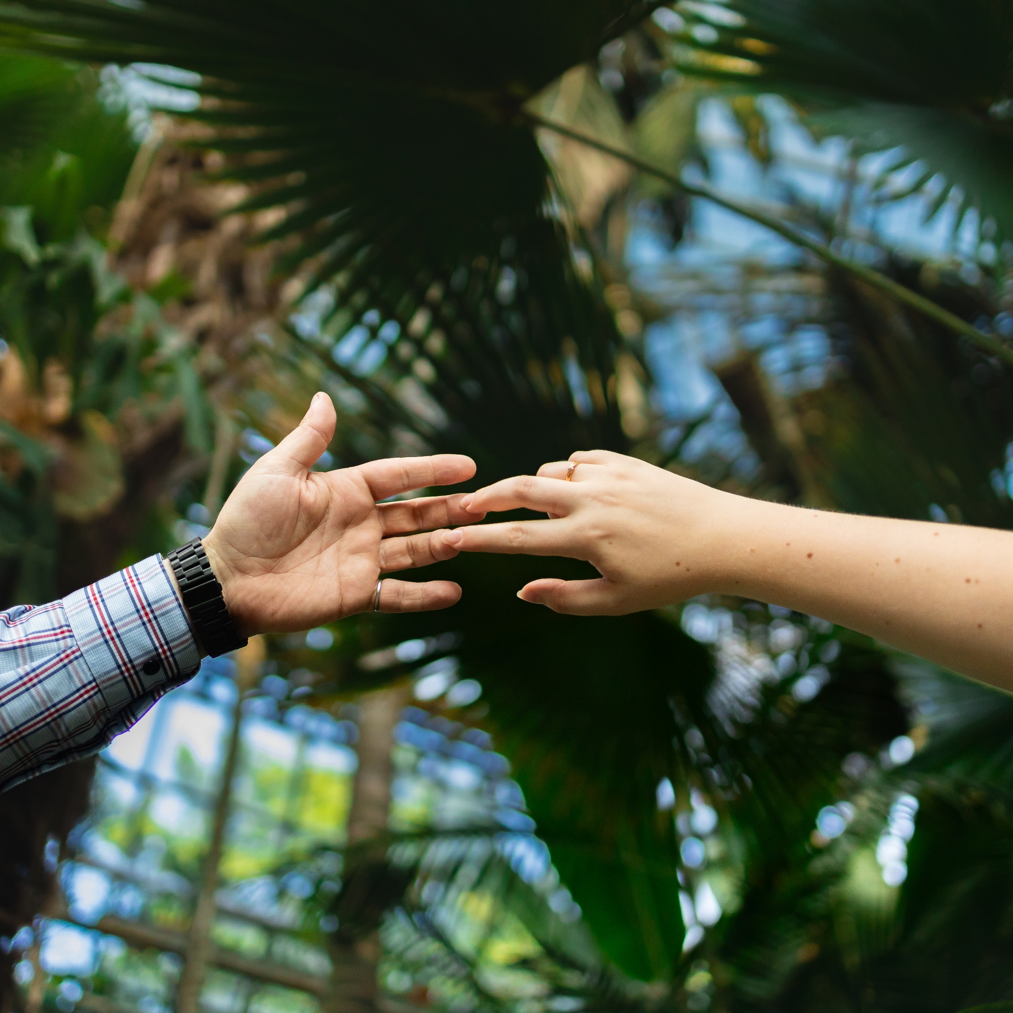 Zbliżenie dłoni kobiety z pierścionkiem i dłoni mężczyzny, dotykających się na tle zieleni. Ujęcie w szklarni, symboliczne połączenie.