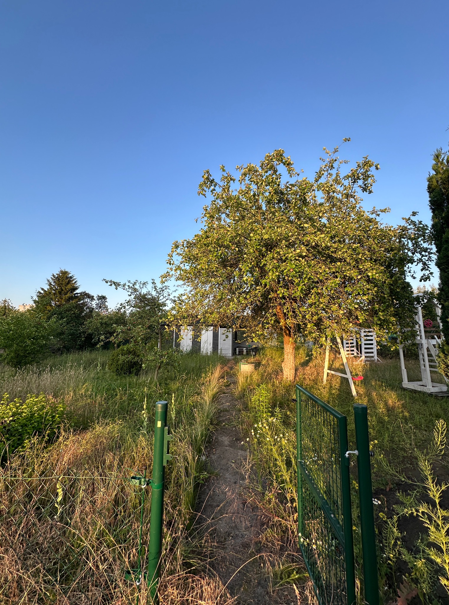 Ogród z otwartą, zieloną furtką, drzewem owocowym w centrum i białym domkiem narzędziowym w tle, oświetlony popołudniowym słońcem.