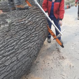 Wycinka drzew Jelenia Góra 1