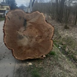 Wycinka drzew Jelenia Góra 2