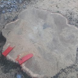 Wycinka drzew Jelenia Góra 4