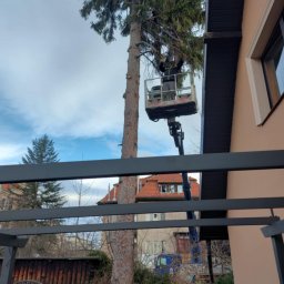 ForestPro - Pracownik na podnośniku koszowym przy wysokiej sośnie, w tle budynki. Widok z dołu, przez konstrukcję pergoli. Prace pielęgnacyjne drzewa.