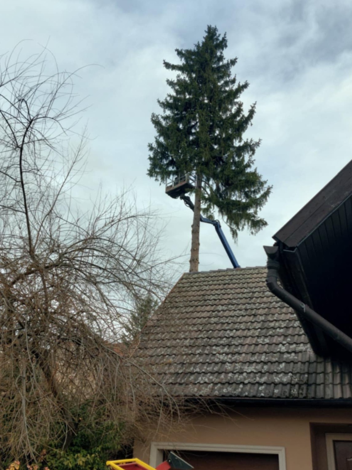 Wysoka, zielona choinka częściowo wycięta z podnośnika koszowego na tle pochmurnego nieba i dachu domu. W tle drzewo bez liści.