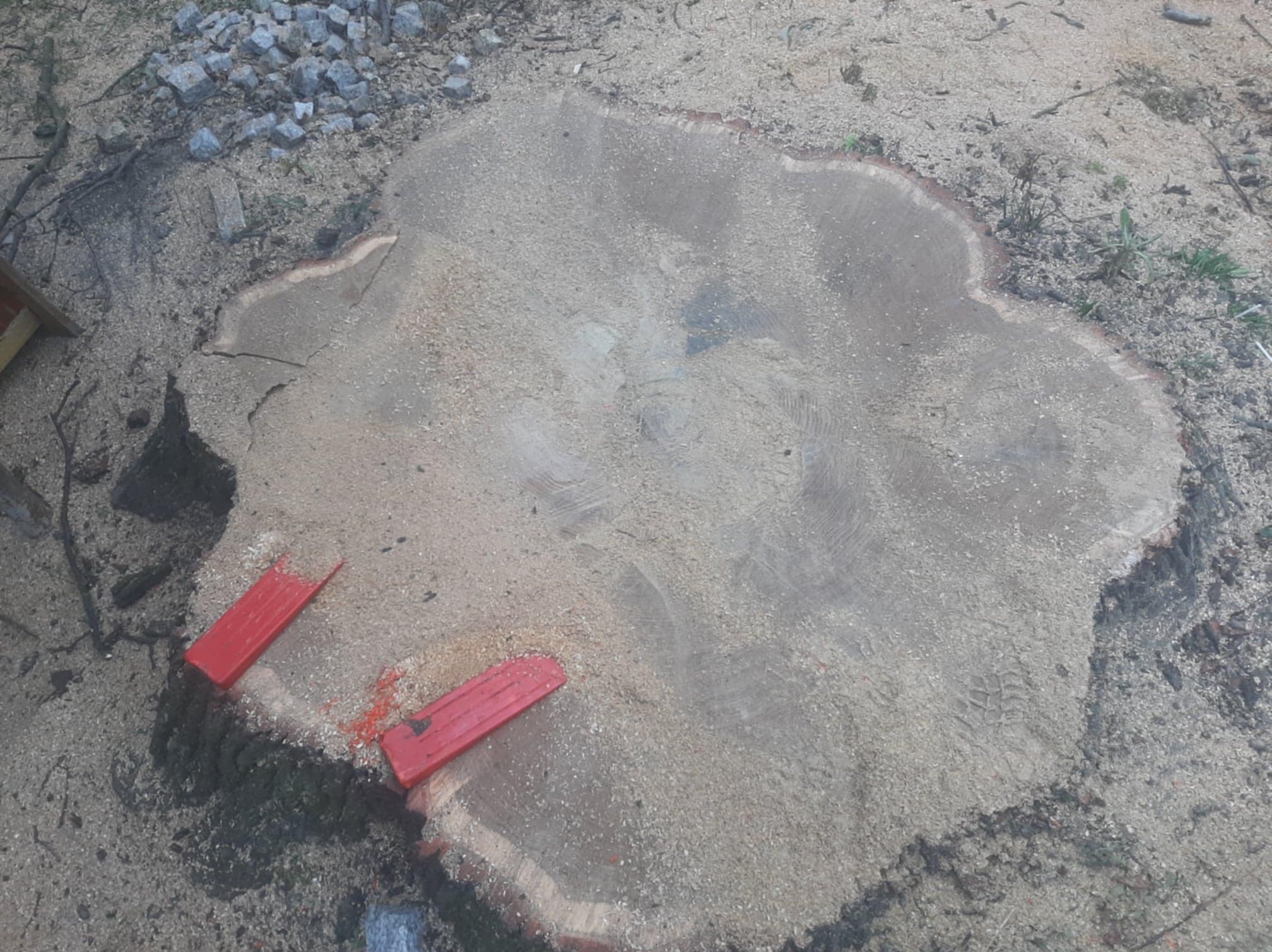 Świeżo ścięty pień drzewa, pokryty trocinami, z dwoma czerwonymi klinami obok. Widoczne ślady butów na trocinach i kamienie w tle.