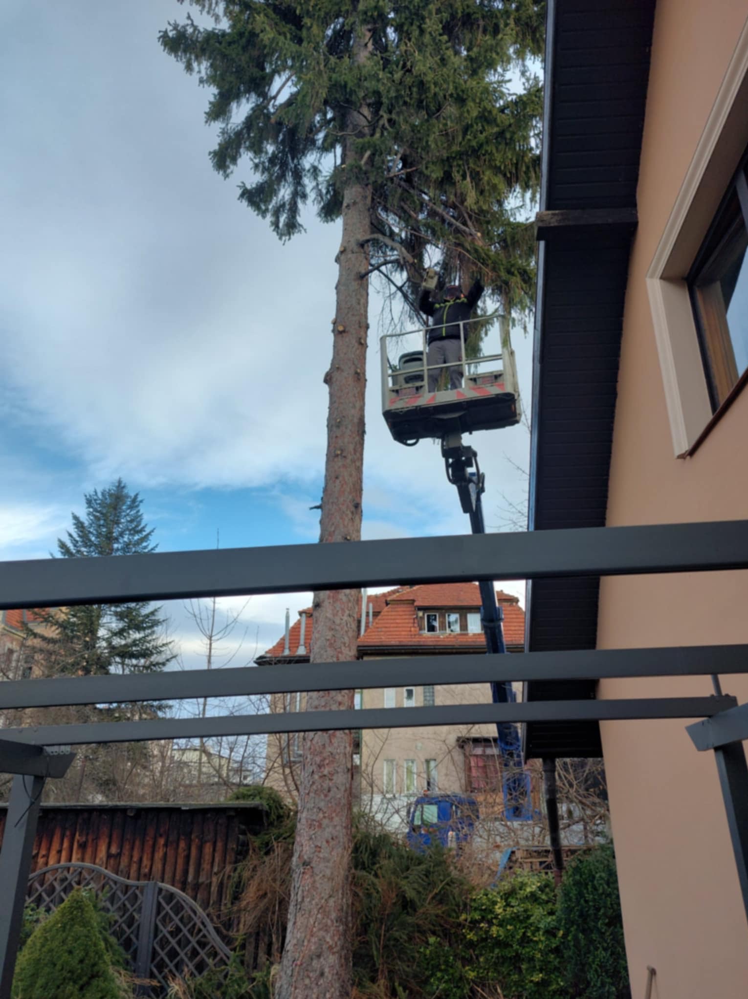 Pracownik na podnośniku koszowym przy wysokiej sośnie, w tle budynki. Widok z dołu, przez konstrukcję pergoli. Prace pielęgnacyjne drzewa.