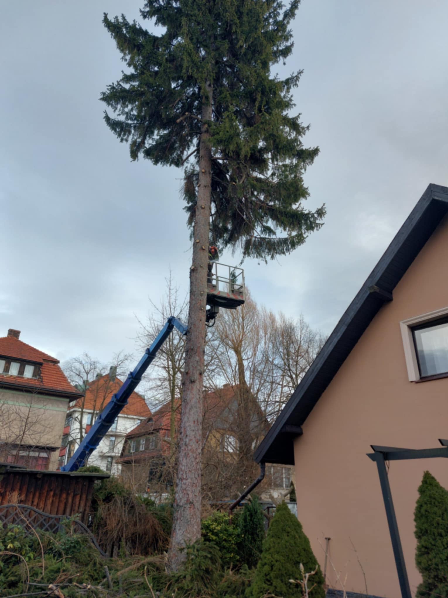 Wysoka sosna częściowo pozbawiona gałęzi, z podnośnika koszowego przycina ją pracownik na tle zabudowy mieszkalnej i pochmurnego nieba. Widoczne ścięte gałęzie.