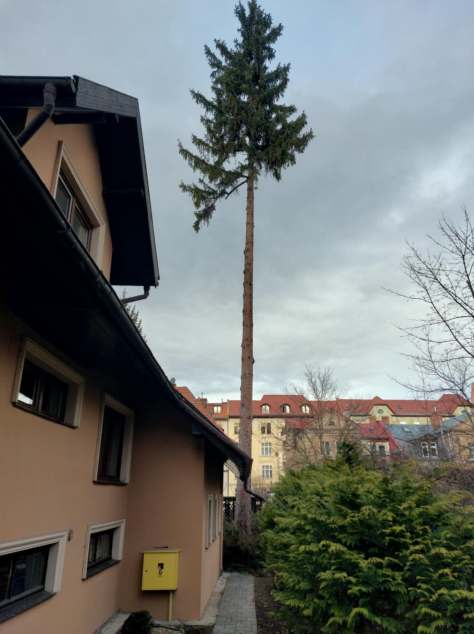 Wysoka, odkorowana sosna przy budynku mieszkalnym, otoczona zielenią i innymi budynkami w tle, sfotografowana w pochmurny dzień.
