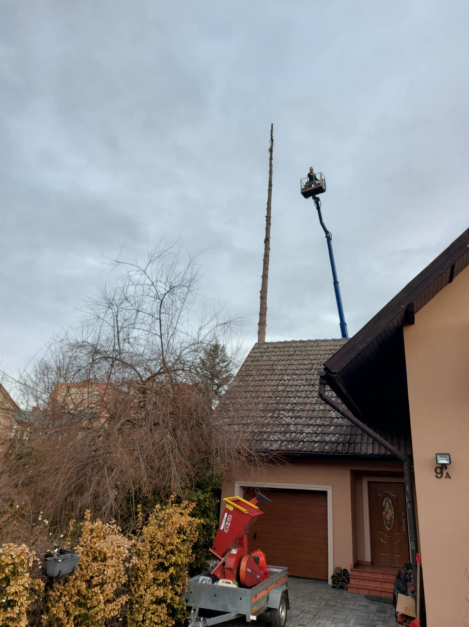 Wysoki pień drzewa po wycince, pracownik na podnośniku koszowym, rozdrabniacz gałęzi na przyczepie przed budynkiem. Pochmurny dzień.
