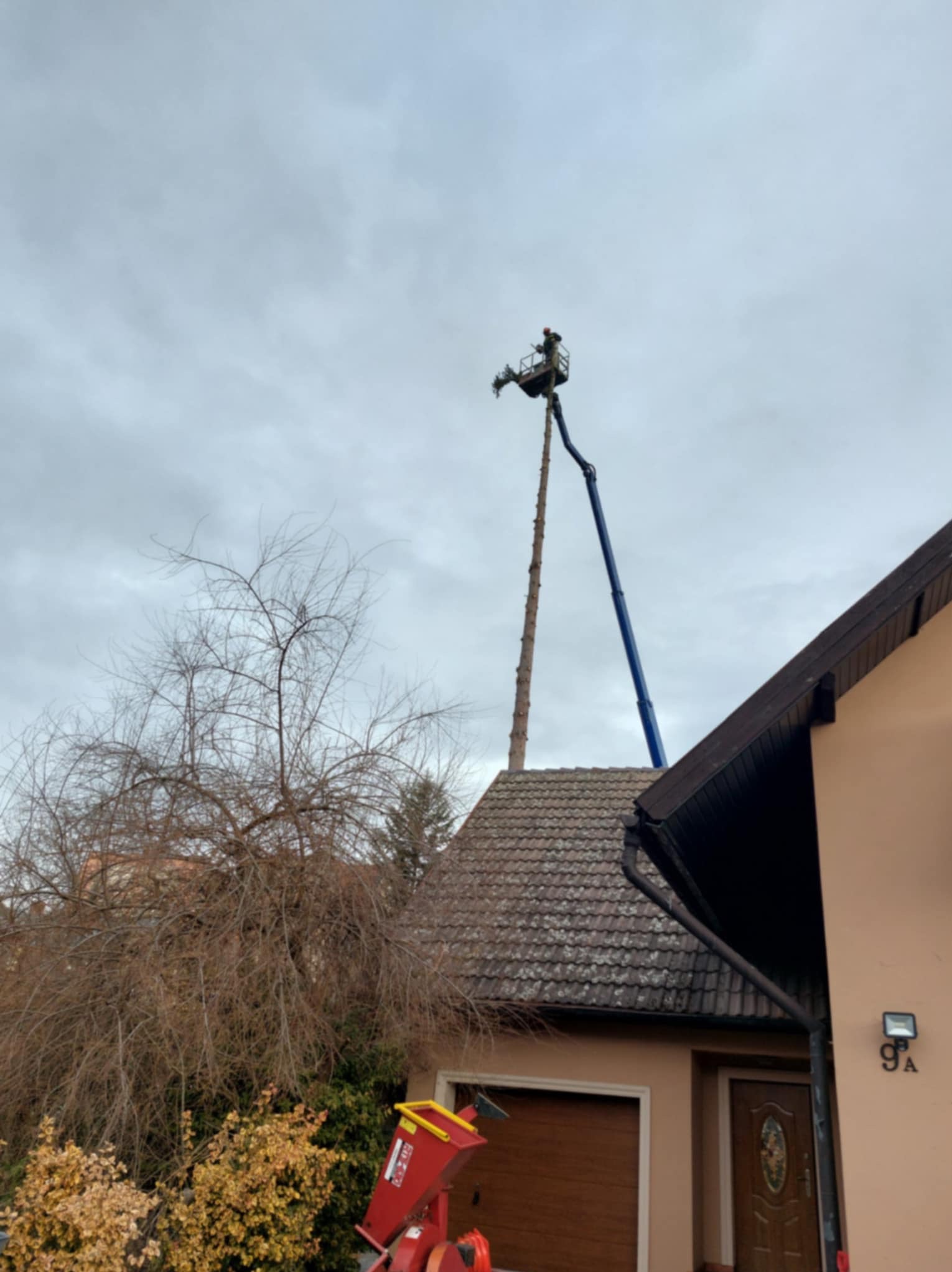 Wysięgnik z pracownikiem przy wycince wysokiego drzewa w Jeleniej Górze. W tle dom z numerem 9A i częściowo widoczna zrębka do gałęzi.