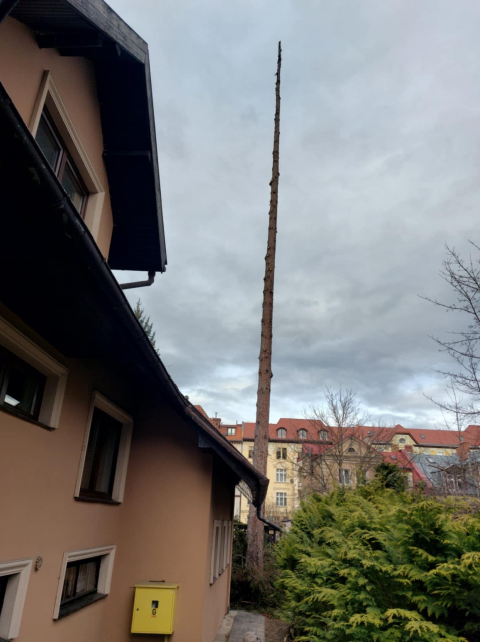 Wysokie drzewo po wycince gałęzi, widoczne z perspektywy ulicy, na tle budynków mieszkalnych i pochmurnego nieba. Pień pozbawiony gałęzi sięga wysoko ponad okolicę.