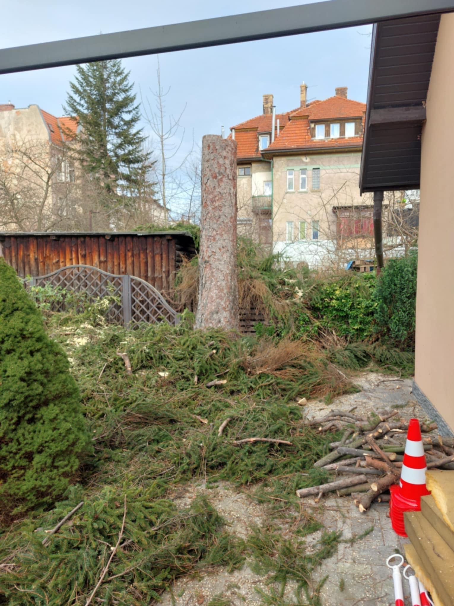 Częściowo wycięte drzewo w ogrodzie, otoczone gałęziami i ściętymi pniakami. W tle zabudowa miejska. Czerwono-biały pachołek i narzędzia na pierwszym planie.